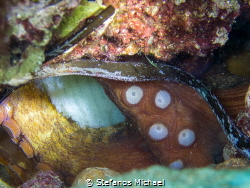 Common Octopus - Octopus vulgaris holding tight its eggs. by Stefanos Michael 
